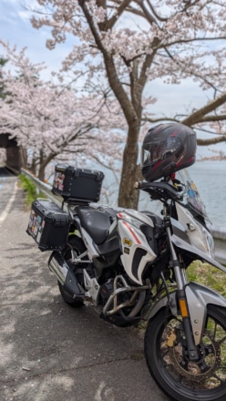 奥琵琶湖の海津大崎の桜並木