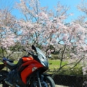 またね🌸