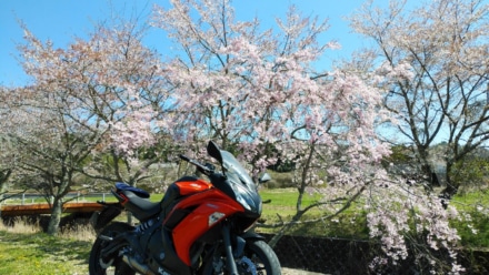 またね🌸
