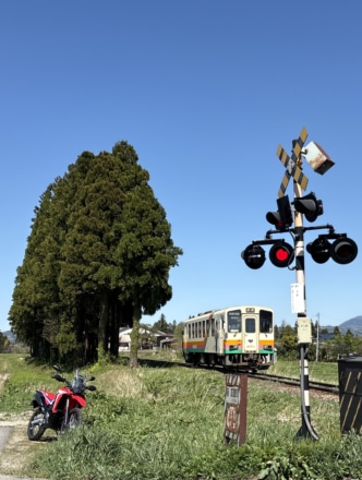 ローカル線とトトロの木